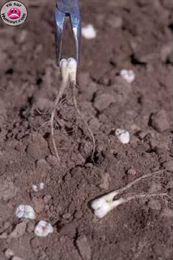 Apparament des dents pousseraient dans le sol...